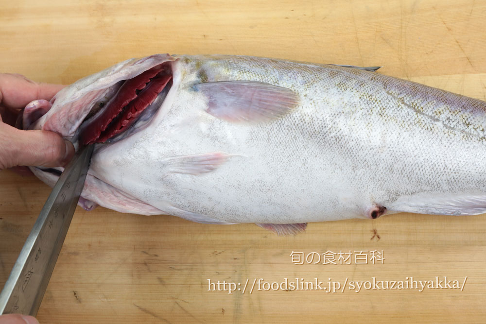 マダラ 真鱈 タラのさばき方 三枚におろす 旬の魚介百科