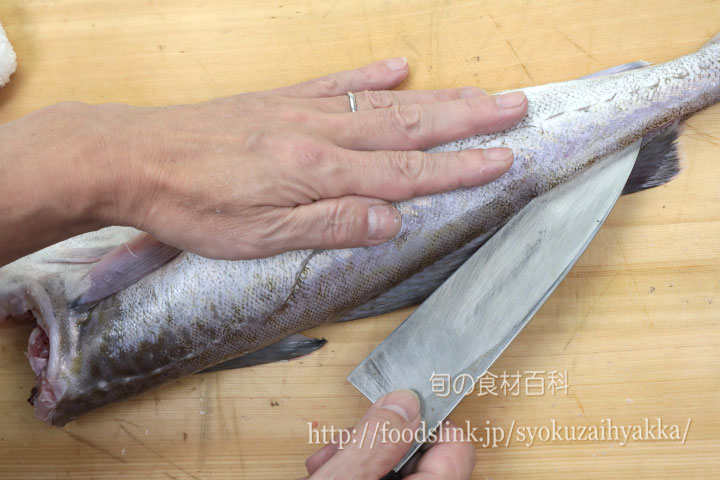 マダラ 真鱈 タラのさばき方 三枚におろす 旬の魚介百科