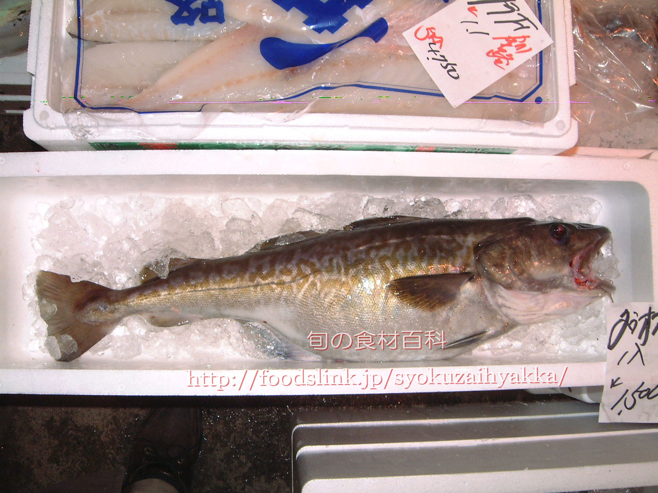 マダラ 真鱈 タラ科 旬の魚介百科