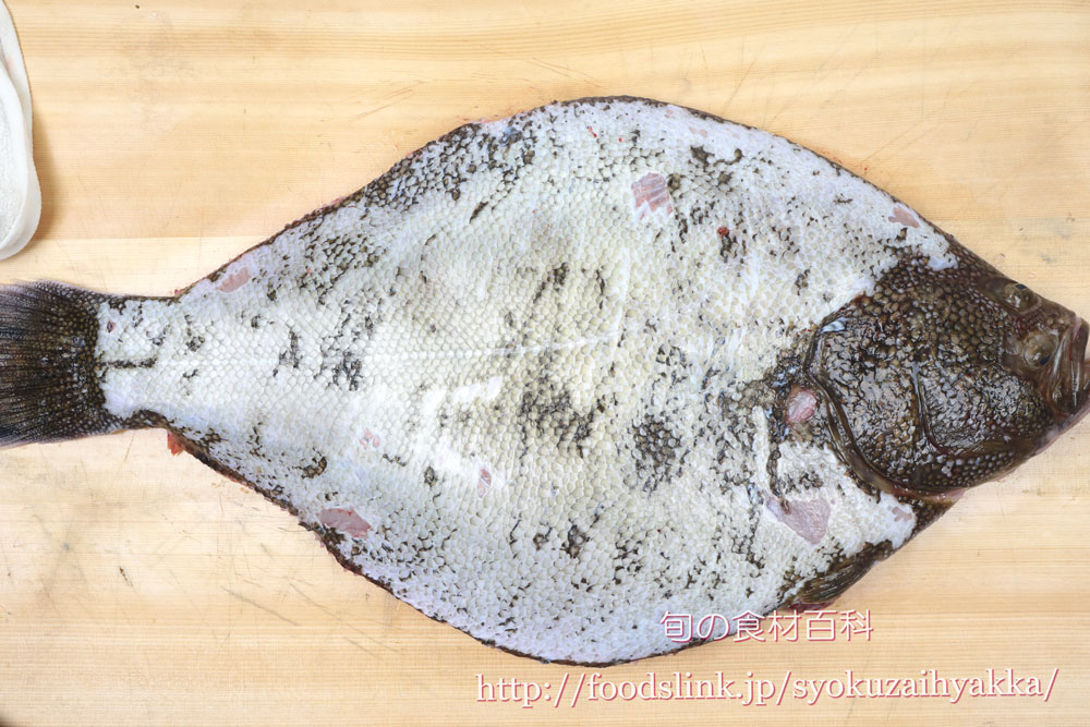 マツカワガレイのさばき方 五枚におろす 旬の魚介百科