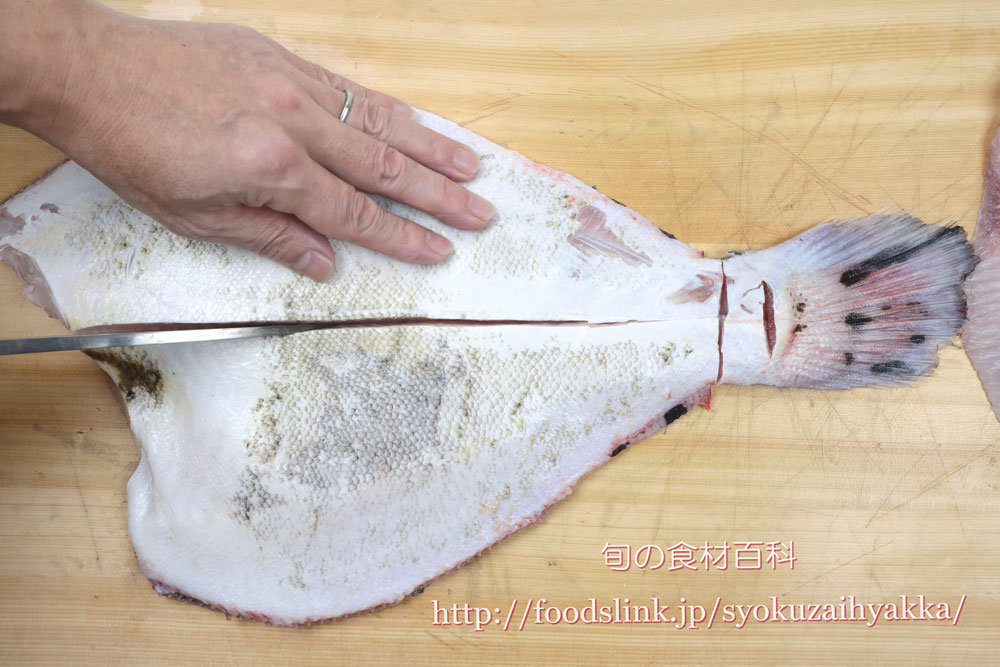 マツカワガレイのさばき方 五枚におろす 旬の魚介百科