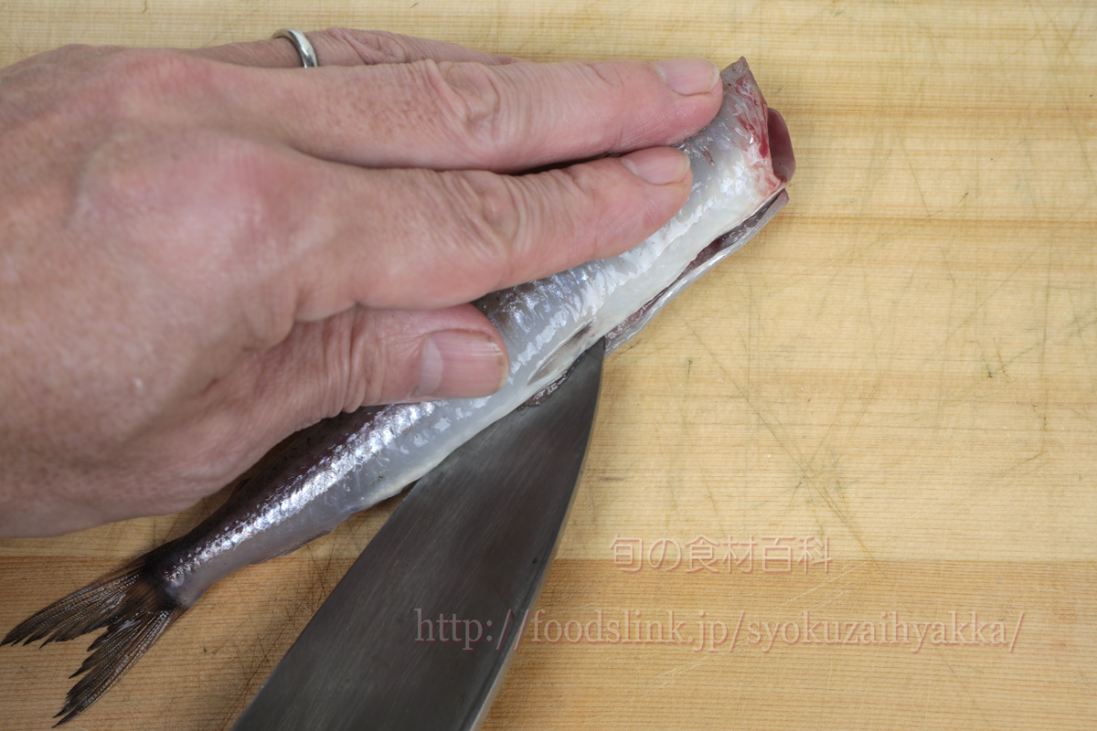 ニギス メギスのさばき方 背開きと三枚おろし 旬の魚介百科