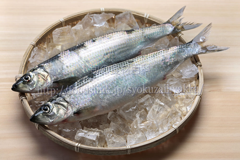 ニシン 鰊 鯡 にしん 旬の魚介百科