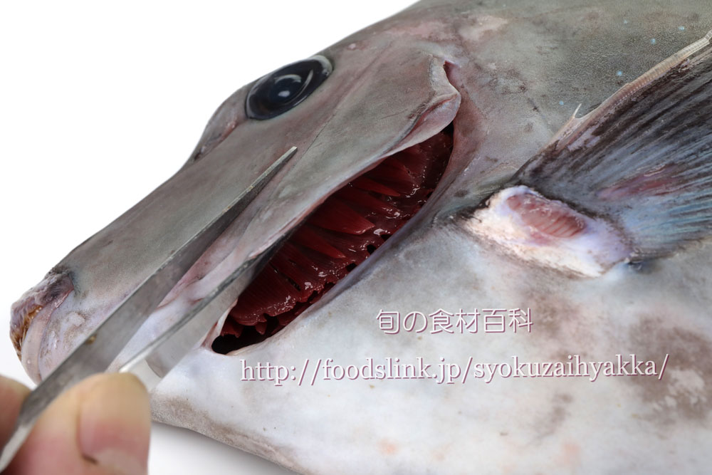 ニザダイ 仁座鯛 サンノジの目利きと料理 旬の魚介百科
