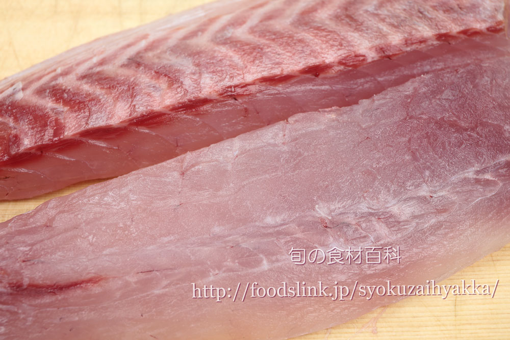 ニザダイ 仁座鯛 サンノジの目利きと料理 旬の魚介百科