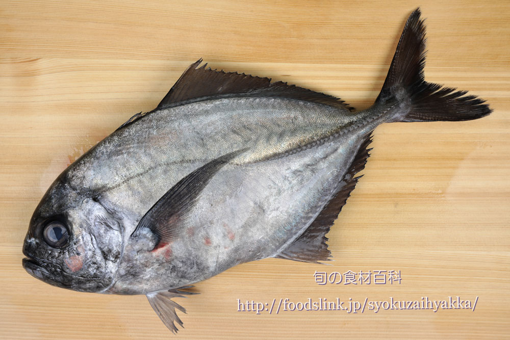 写真で見るオキアジ 沖鯵 おきあじ アジ科 旬の魚介百科