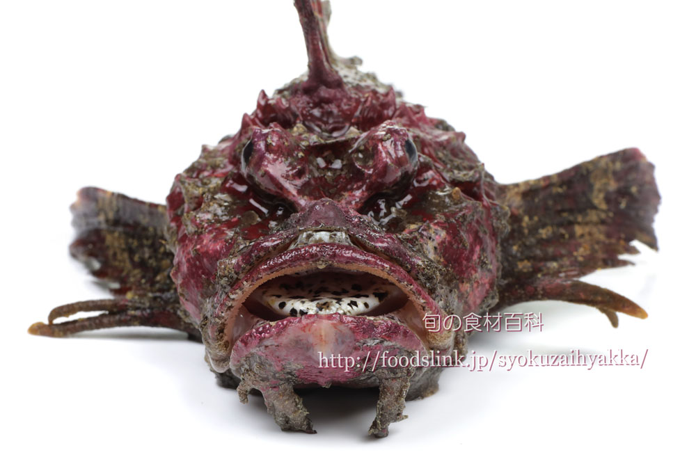 オニオコゼ 鬼虎魚 おにおこぜの栄養価と効用 旬の魚介百科