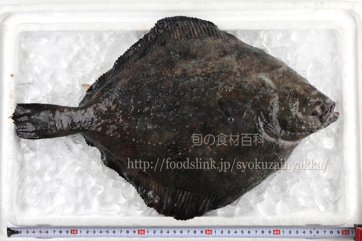 サメガレイ 鮫鰈の目利きと料理 旬の魚介百科