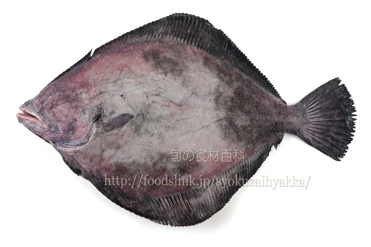 サメガレイ 鮫鰈 さめがれい カレイ科 旬の魚介百科