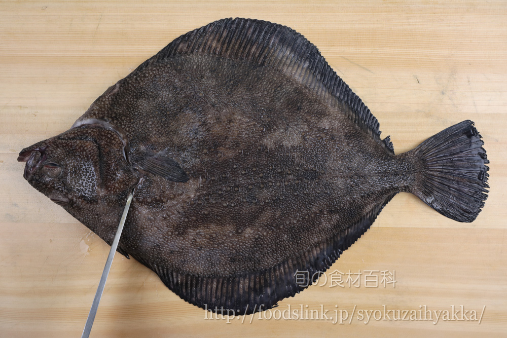 サメガレイ 鮫鰈のさばき方 五枚おろし 旬の魚介百科