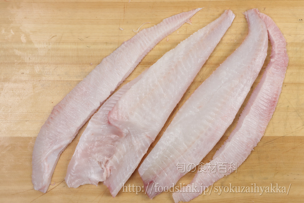 サメガレイ 鮫鰈の目利きと料理 旬の魚介百科