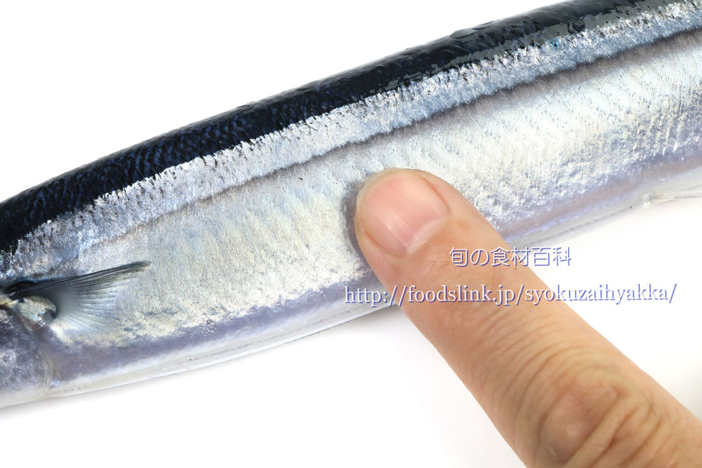 サンマ 秋刀魚 さんまの目利きと料理 旬の魚介百科