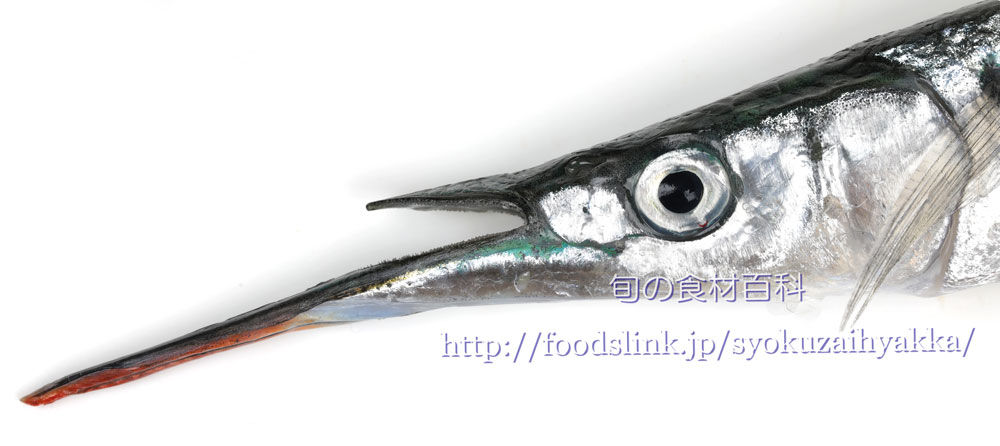 サヨリ 細魚 さよりの目利きと料理 旬の魚介百科