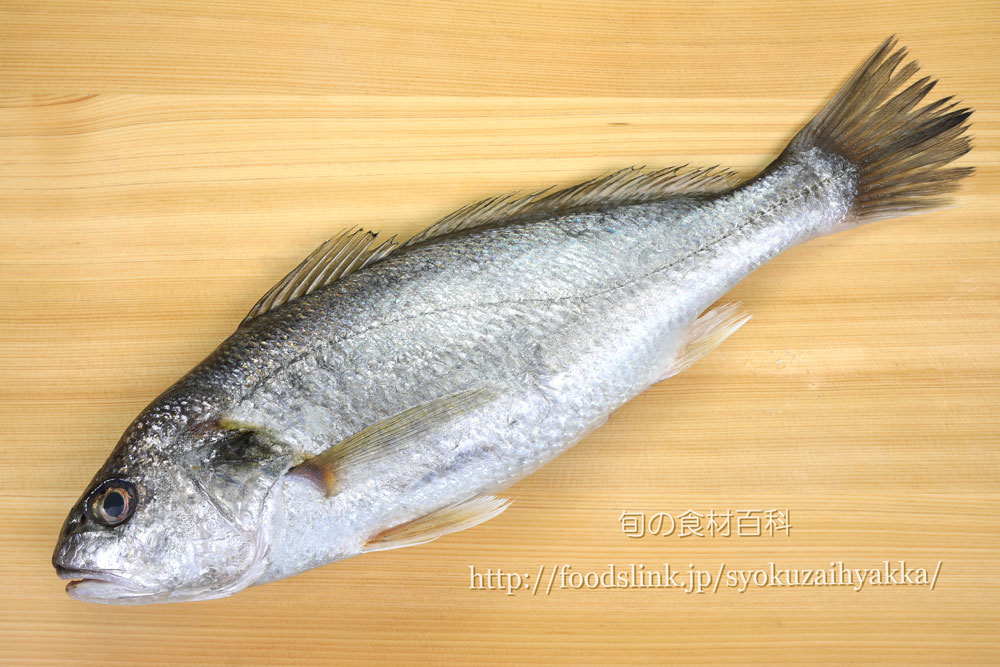 写真で見るシログチ イシモチ グチ 旬の魚介百科