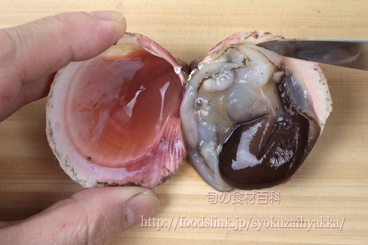 トリガイ 鳥貝 とりがいのさばき方と湯引き 旬の魚介百科
