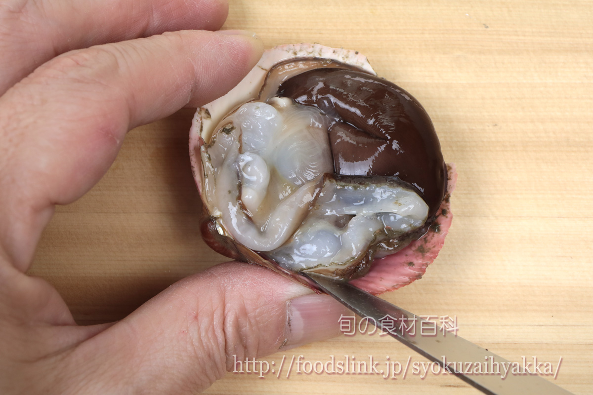 トリガイ 鳥貝 とりがいのさばき方と湯引き 旬の魚介百科