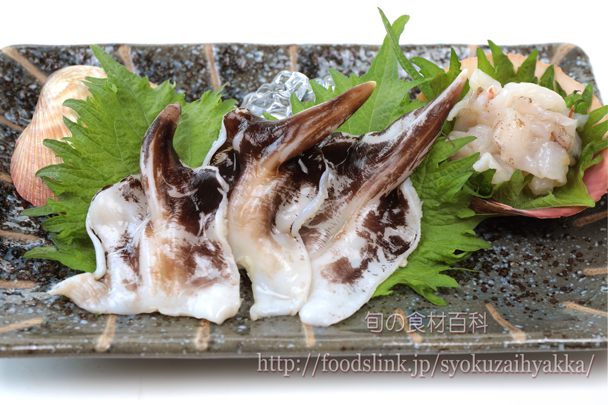 トリガイ 鳥貝 とりがい 旬の魚介百科