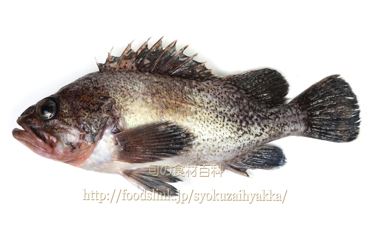 タヌキメバル 狸眼張 たぬきめばる メバル属 旬の魚介百科
