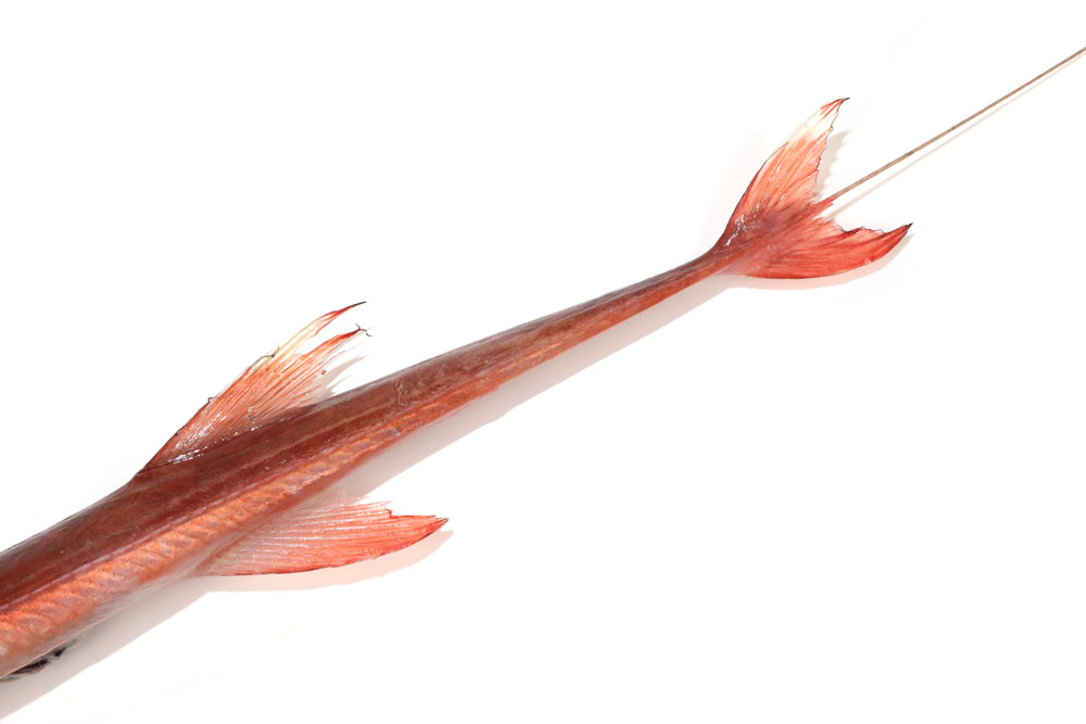 ヤガラ アカヤガラ 赤矢柄 やがら 赤簳魚 旬の魚介百科