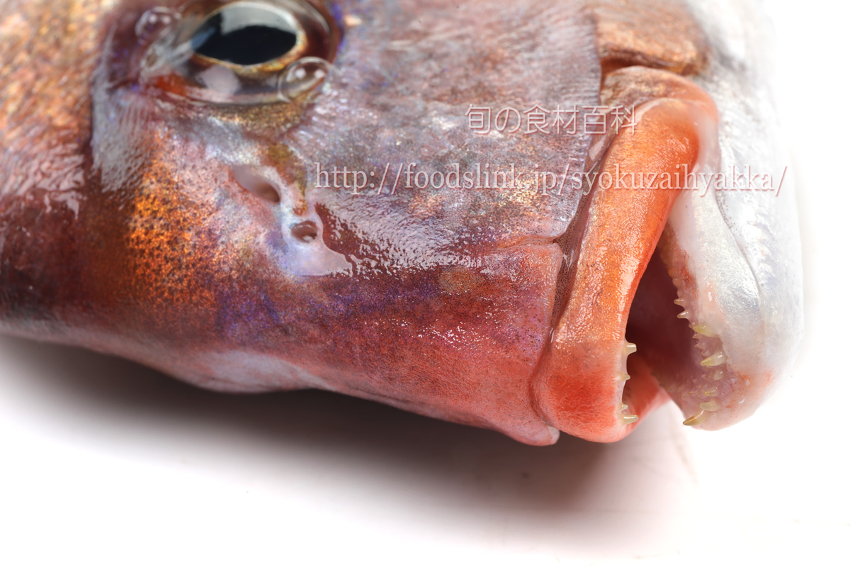 チダイ 血鯛 ハナダイ タイ科 旬の魚介百科