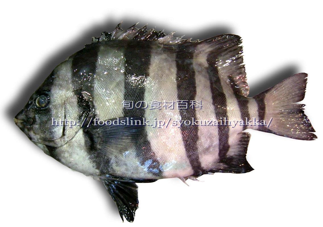 イシダイ 石鯛 クチグロ 旬の魚介百科