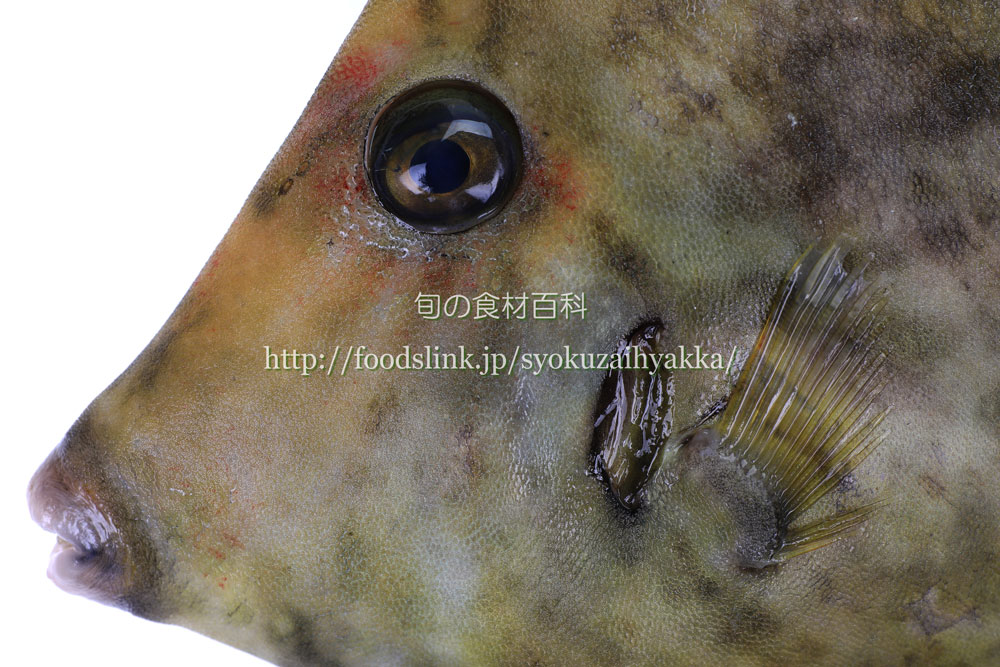 写真で見るカワハギ 皮剥 かわはぎ 旬の魚介百科