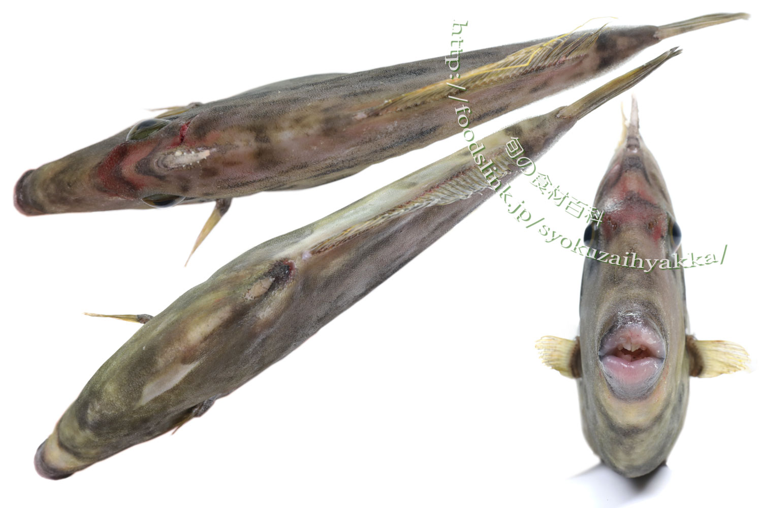 カワハギ／皮剥／かわはぎ : 旬の魚介百科