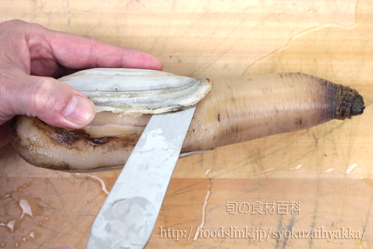 ナミガイ シロミル 白みるのさばき方と下処理 旬の魚介百科