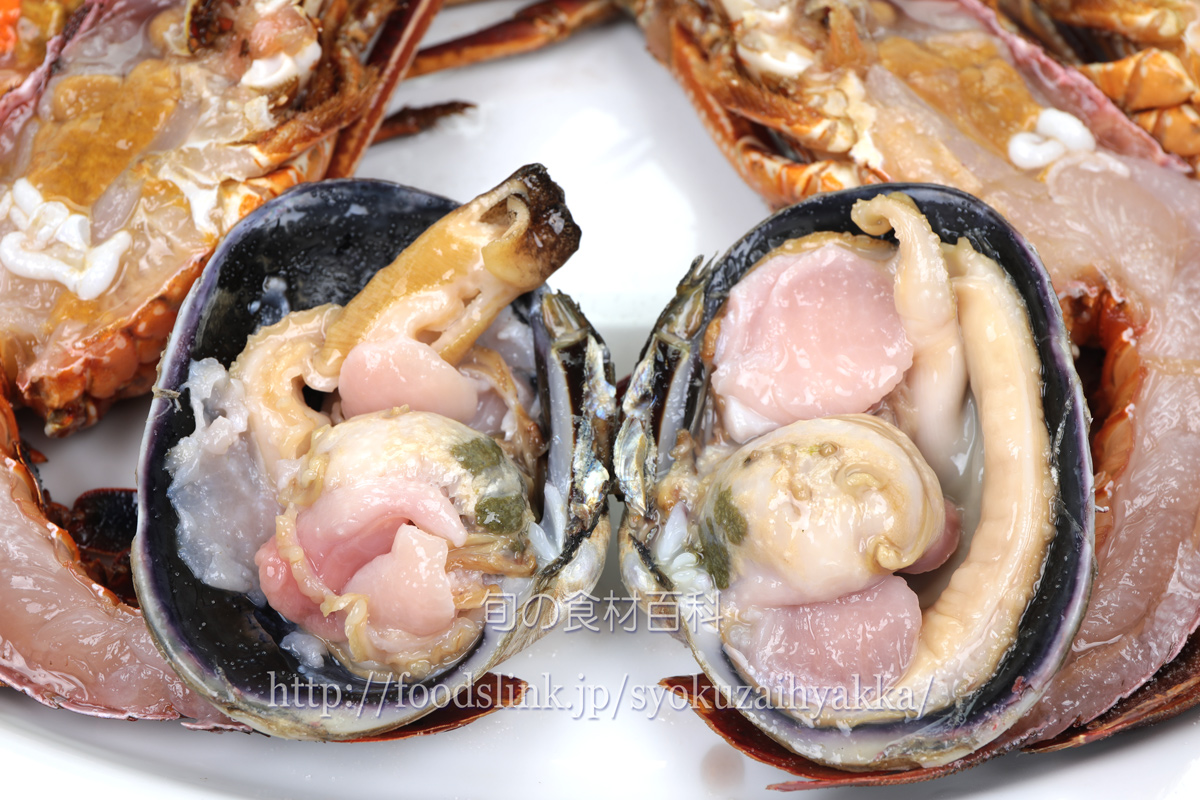 ウチムラサキ貝 オオアサリ 大あさりの目利きと料理 旬の魚介百科
