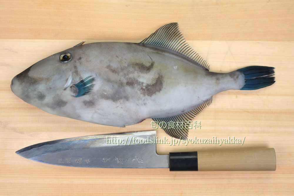ウマヅラハギ 馬面剥のさばき方 三枚おろし 旬の魚介百科
