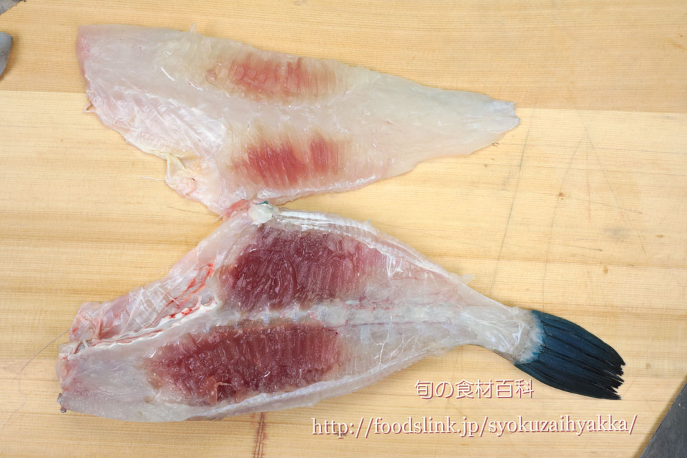 ウマヅラハギ 馬面剥のさばき方 三枚おろし 旬の魚介百科