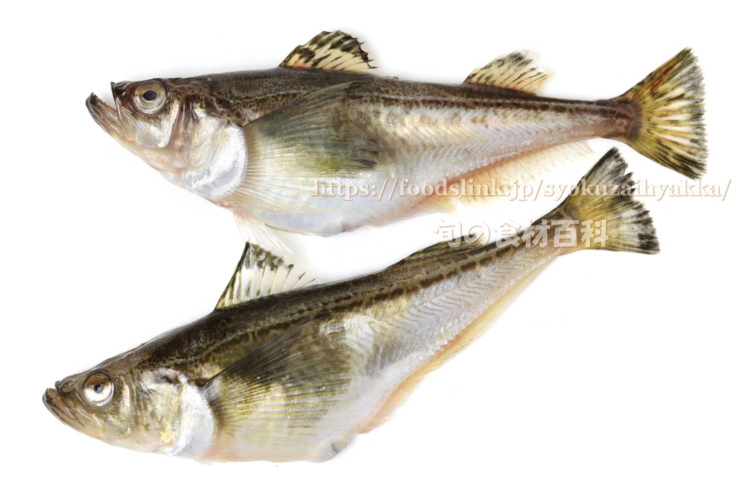 ハタハタ 鰰 はたはたの目利きと料理 旬の魚介百科