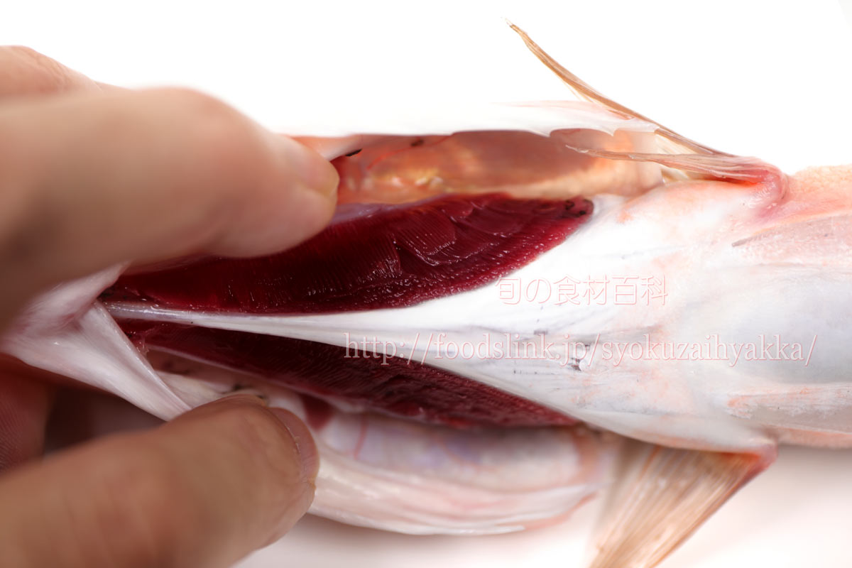 写真で見るヤガラ アカヤガラ 赤矢柄 やがら 赤簳魚 旬の魚介百科