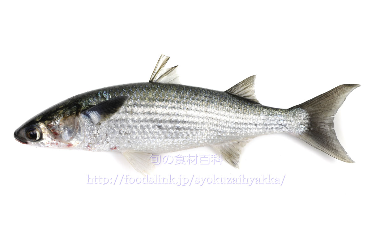ボラ ぼら 鯔 旬の魚介百科