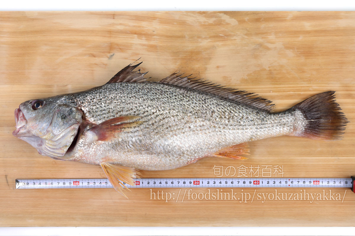 写真で見るコイチ ニベ科 旬の魚介百科