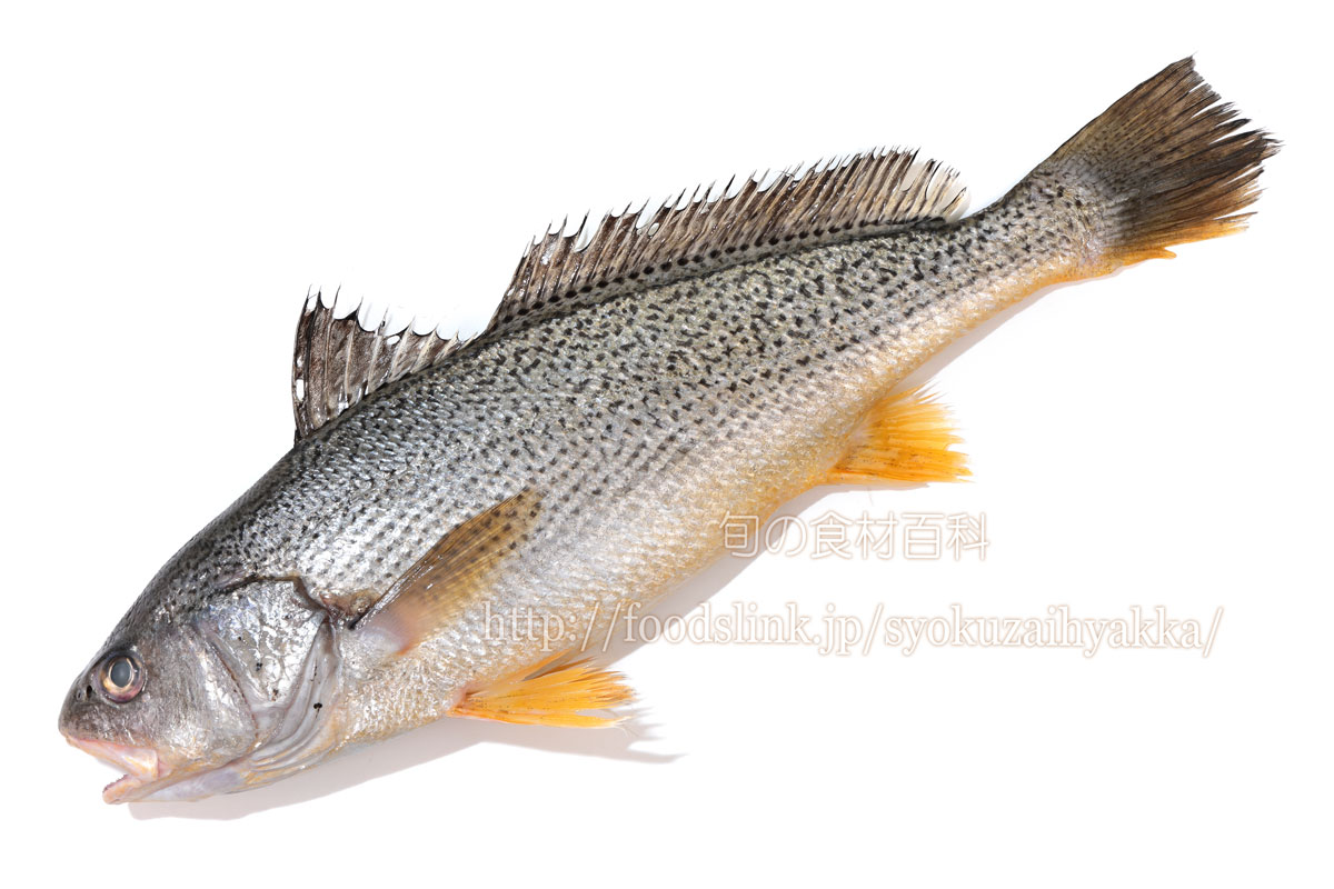 写真で見るコイチ ニベ科 旬の魚介百科
