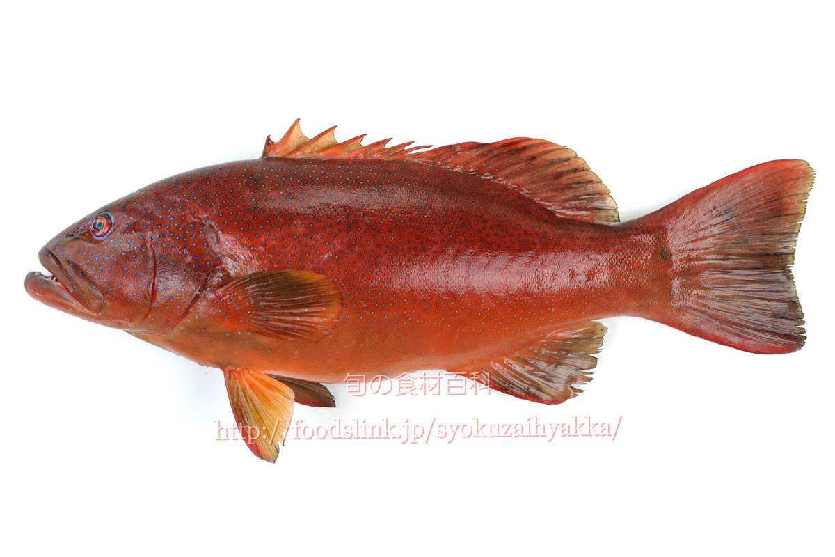 スジアラ／アカジンミーバイ：旬の魚介百科