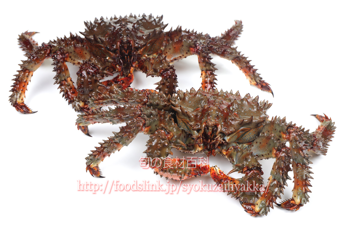 写真で見るハナサキガニ 花咲蟹 はなさきがに 旬の魚介百科