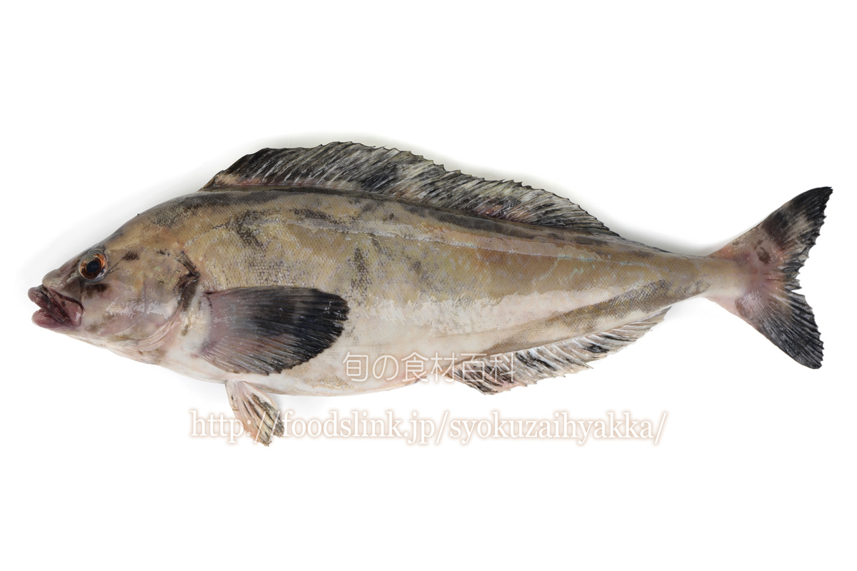 ホッケ 𩸽 旬の魚介百科