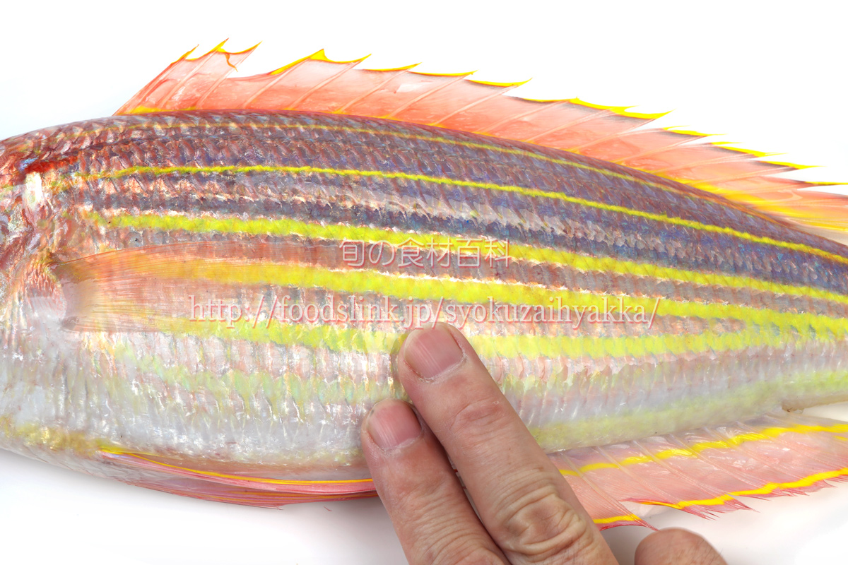 イトヨリダイ 糸縒り鯛 いとよりだいの目利きと料理 旬の魚介百科