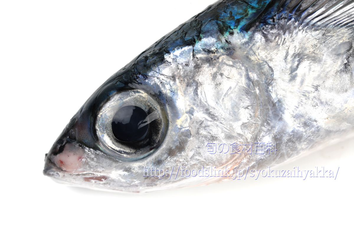 トビウオ 飛魚 とびうお の目利きと料理 旬の魚介百科