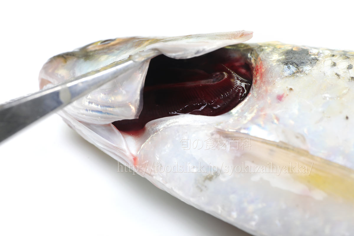 コノシロ 子代 シンコ 新子 コハダ 小鰭 の目利きと料理 旬の魚介百科