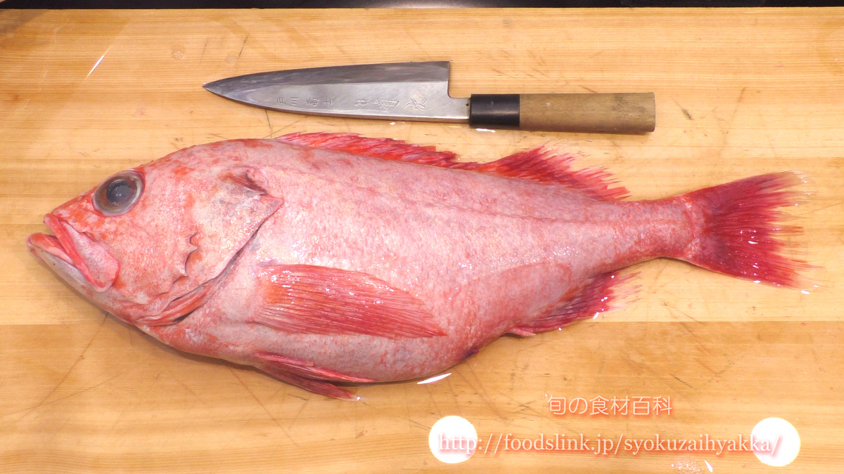 サンコウメヌケ オオサガのさばき方 旬の魚介百科