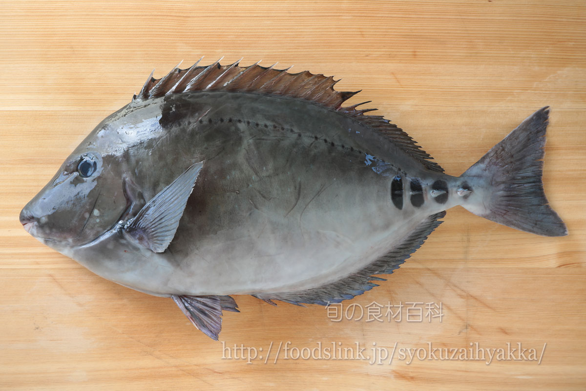 ニザダイ 仁座鯛 サンノジをさばく 旬の魚介百科