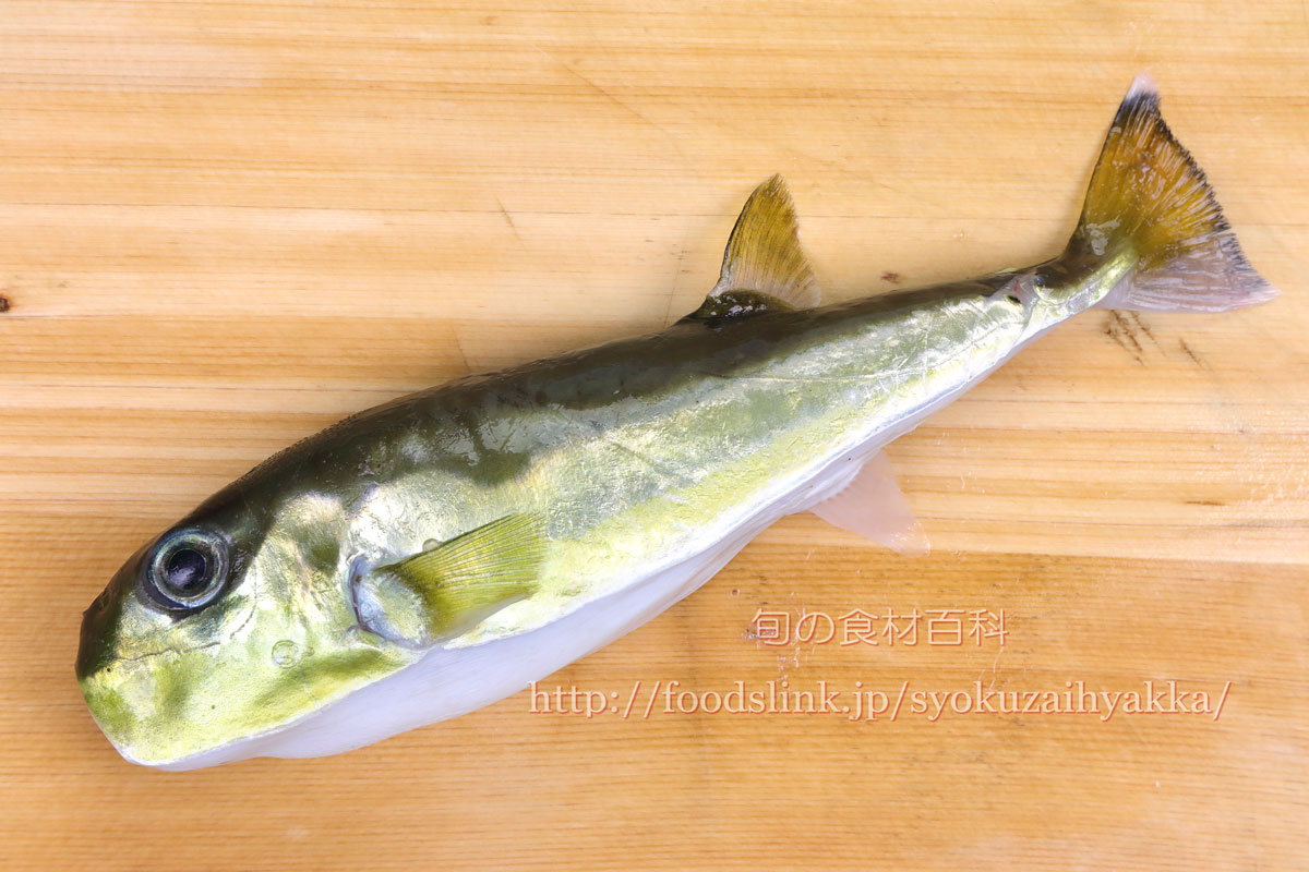 写真で見るシロサバフグ 白鯖河豚 しろさばふぐ 旬の魚介百科