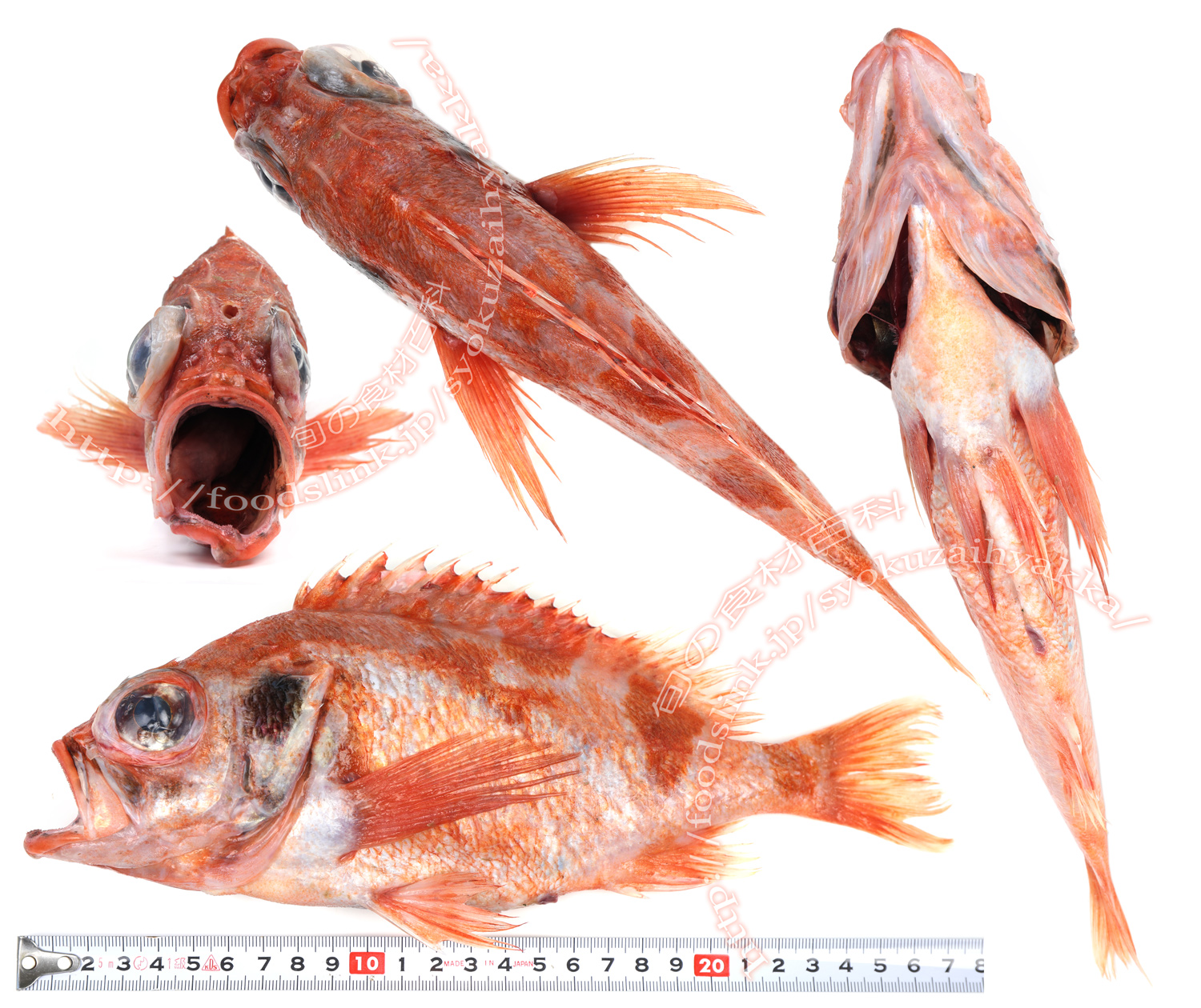 ユメカサゴ メバル科 旬の魚介百科