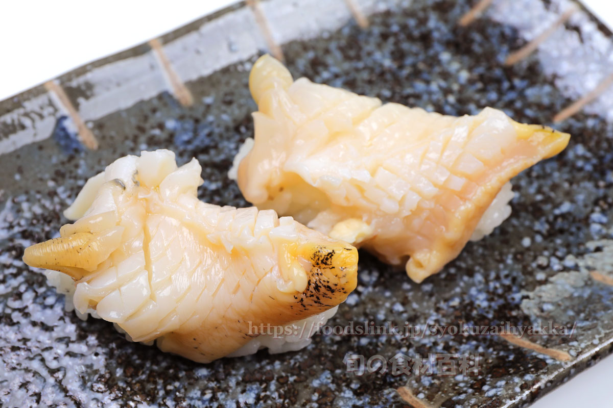 エッチュウバイ 白ばい貝 シロバイの目利きと料理 旬の魚介百科