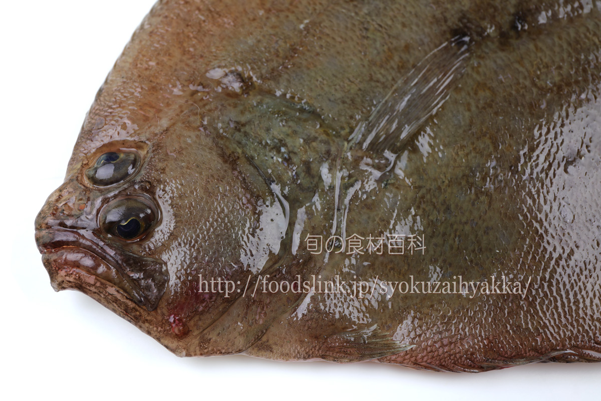 ガンゾウヒラメ がんぞうひらめ 旬の魚介百科