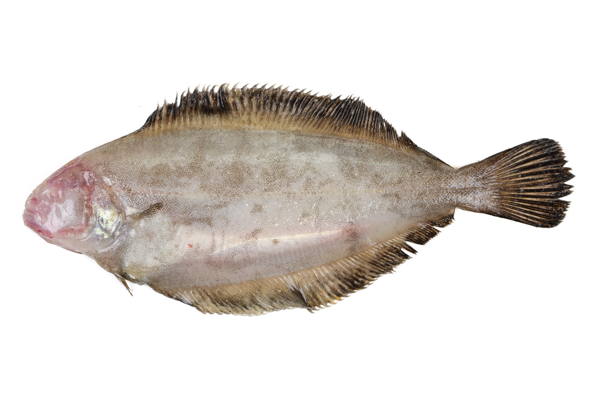 写真で見るヒレグロ ヤマガレイ オイランガレイ カレイ 旬の魚介百科