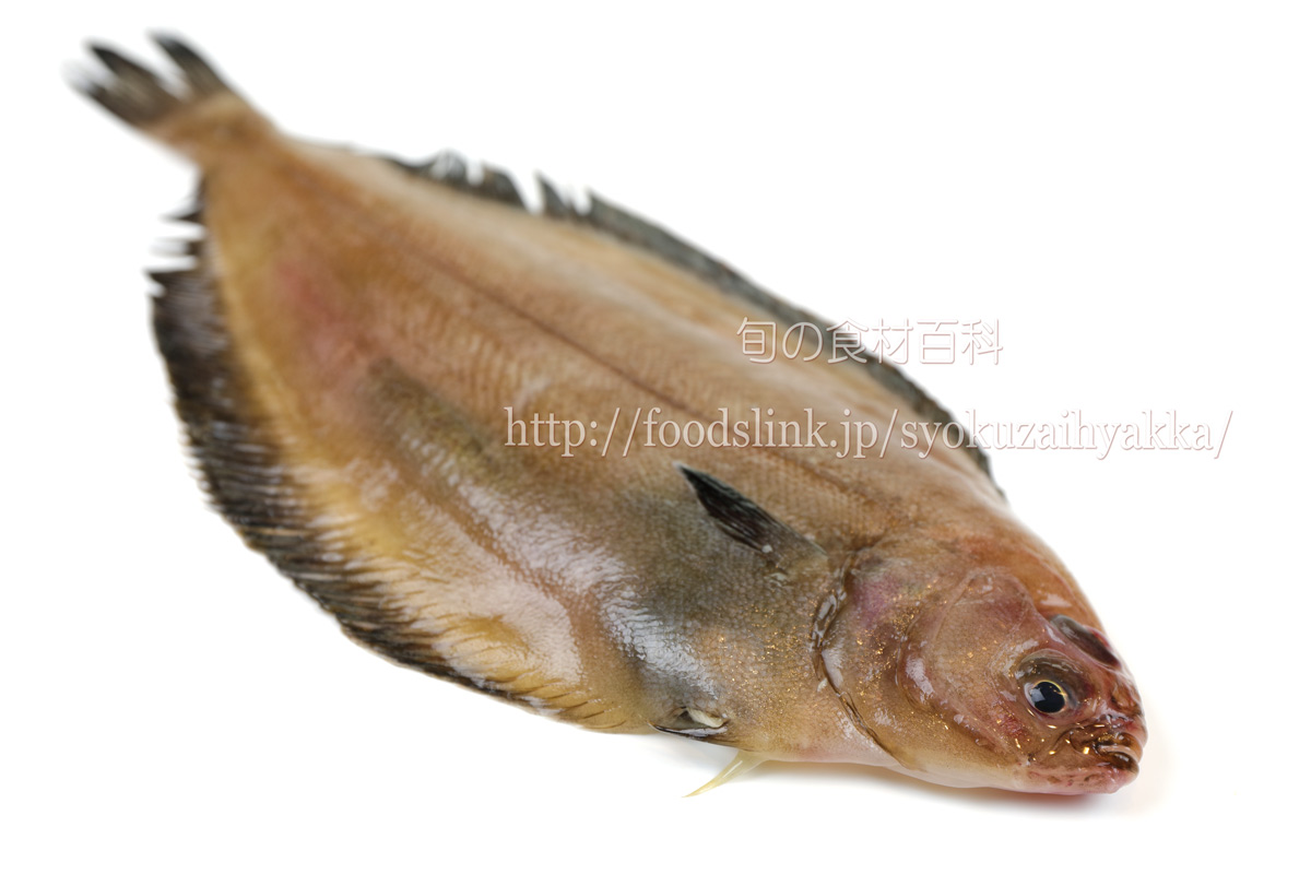 ヒレグロ ヤマガレイ オイランガレイ カレイ 旬の魚介百科